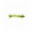 Cactus Worm Olive