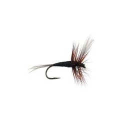 FPL Black Winged