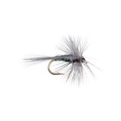 Gray Hackle