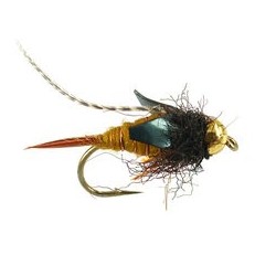 TG Thurmans Zaddis Amber