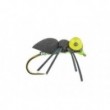 Big Eye Sponge Spider