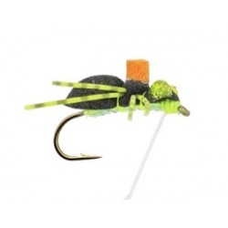 Whits Sponge Spider
