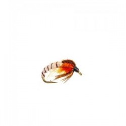 Cream Sedge pupae