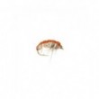 Czech Nymph Hares Ear Cream